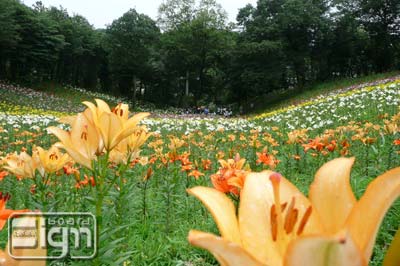 タカラサイン 11 06 22 Blog 所沢ゆり園のフォトコンテスト