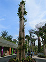 2012-08-06-singapore-007