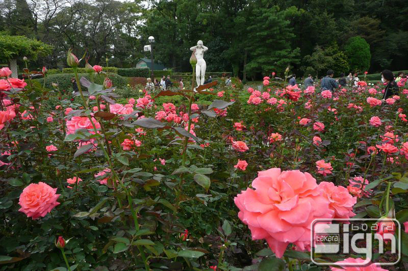 2012-10-17-jindaiji-010